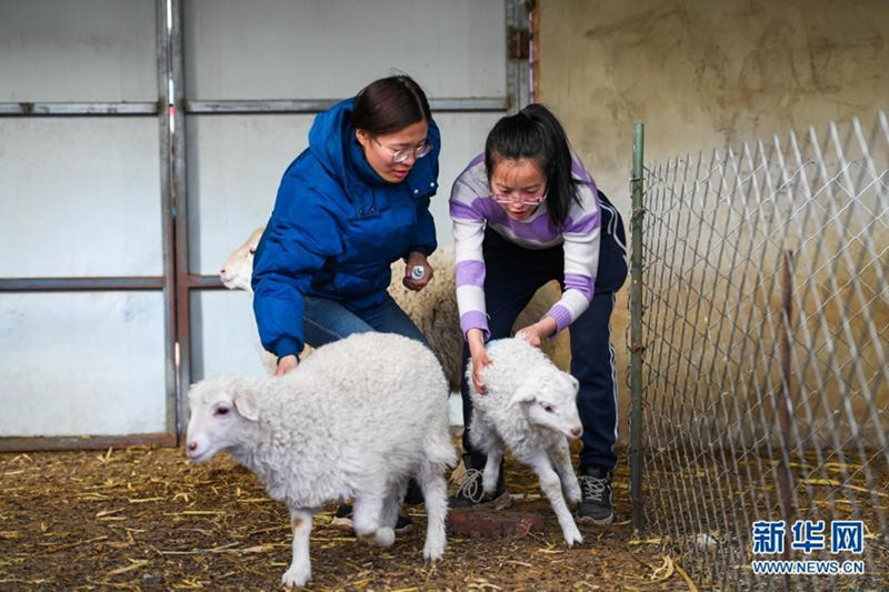 Unas hermanas jóvenes trabajan en el campo para ayudar a su padre enfermo 