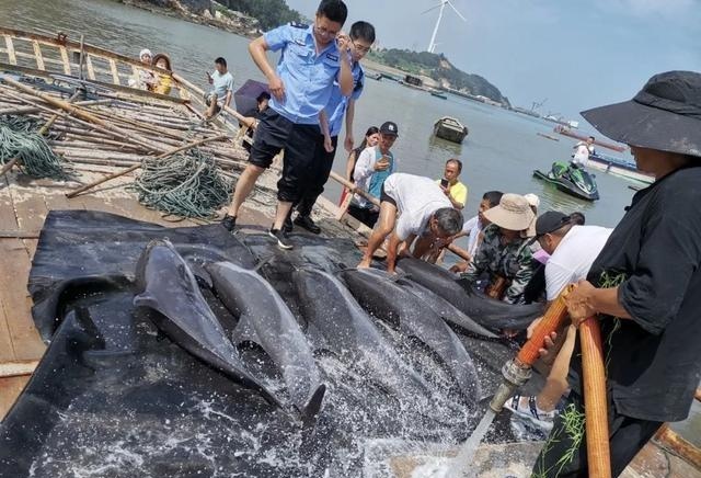 Equipos de rescate ayudan a varios delfines varados a regresar al mar