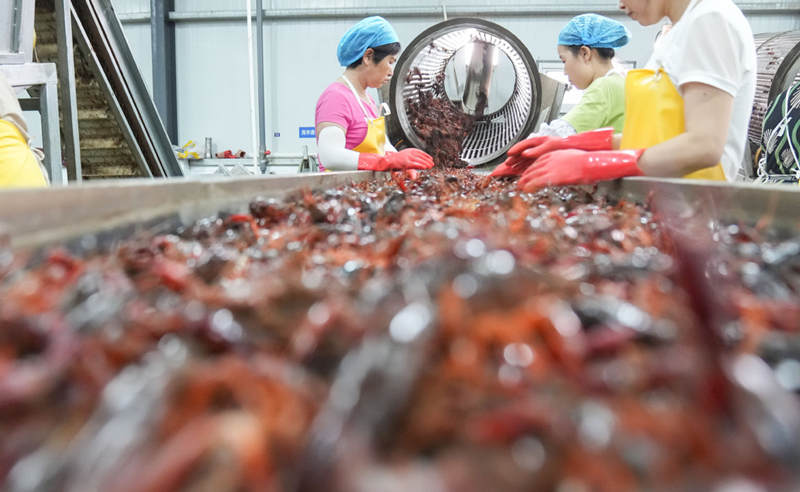 Varios minoristas en el Centro de Comercio de Cangrejo de Río de China en Qianjiang, provincia de Hubei, el 10 de junio de 2021. [Foto / Xinhua]