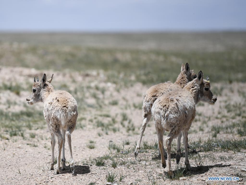 Antílopes tibetanos son liberados en un centro de rescate de la vida silvestre de la Estación de Protección Sonam Dargye en Hoh Xil, provincia de Qinghai, 7 de julio del 2021. [Foto: Xinhua]