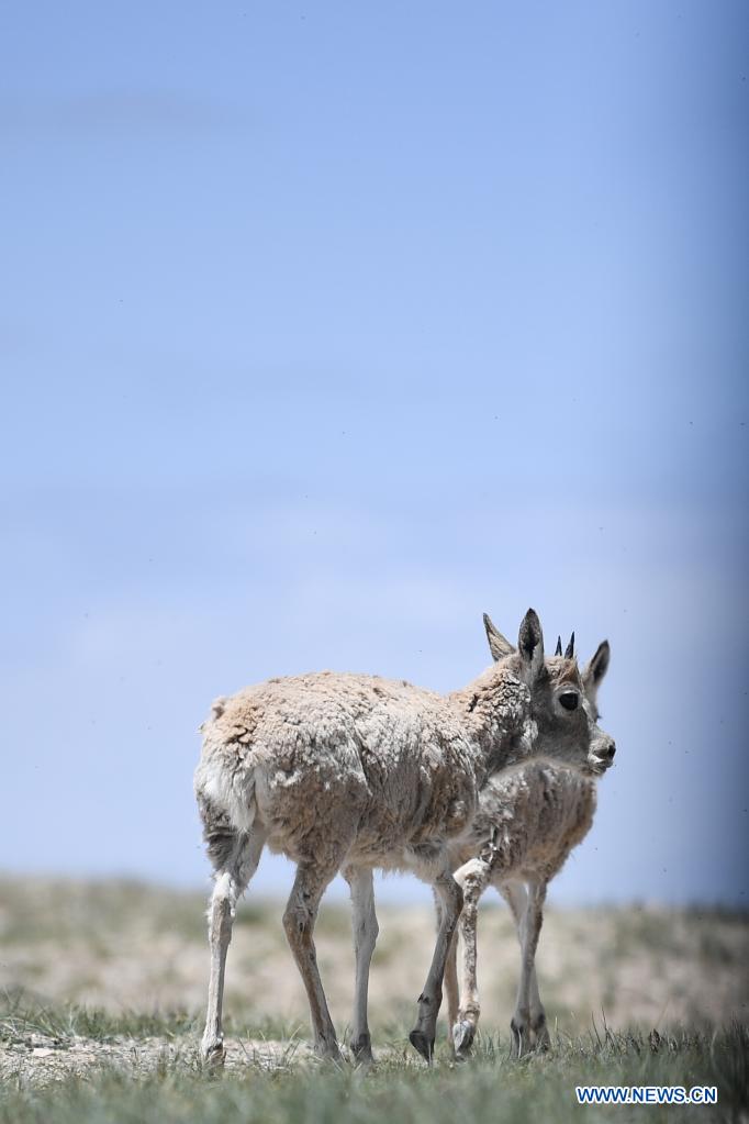 Un antílope tibetano es liberado en un centro de rescate de la vida silvestre de la Estación de Protección Sonam Dargye en Hoh Xil, provincia de Qinghai, 7 de julio del 2021. [Foto: Xinhua]