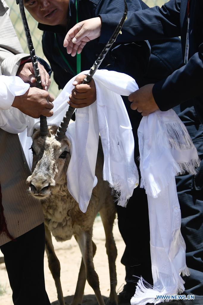 Un antílope tibetano es bendecido antes de ser liberado en un centro de rescate de la vida silvestre de la Estación de Protección Sonam Dargye en Hoh Xil, provincia de Qinghai, 7 de julio del 2021. [Foto: Xinhua]