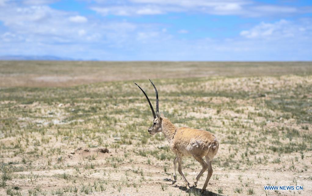 Un antílope tibetano es liberado en un centro de rescate de la vida silvestre de la Estación de Protección Sonam Dargye en Hoh Xil, provincia de Qinghai, 7 de julio del 2021. [Foto: Xinhua]