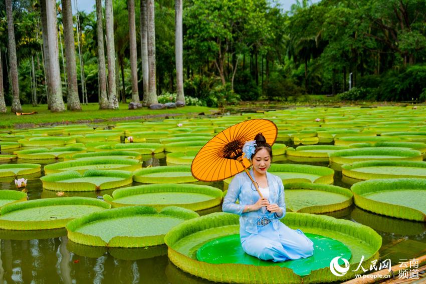 Las hojas del nenúfar Victoria son lo suficientemente grandes como para que una persona pueda sentarse, Xishuangbanna, Yunnan. (Foto: Pueblo en Línea)