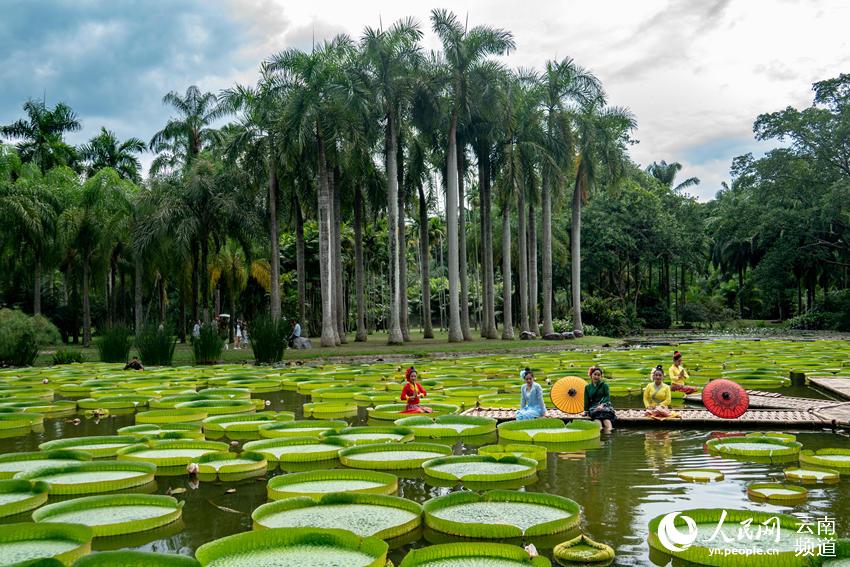 Las hojas del nenúfar Victoria son lo suficientemente grandes como para que una persona pueda sentarse, Xishuangbanna, Yunnan. (Foto: Pueblo en Línea)