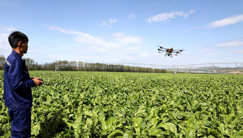 Drones de última generación se utilizan para rociar pesticidas y aplicar fertilizantes en los cultivos de Hulunbuir, región autónoma de Mongolia Interior. Para los agricultores, éste es un momento clave para el control de insectos.