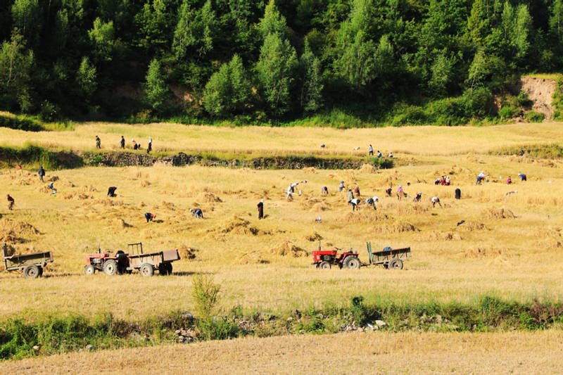 Agricultores han estado ocupados cosechando trigo de invierno en el condado de Diebu de la provincia de Gansu. [Foto: Wei Dezhan/ China Daily]