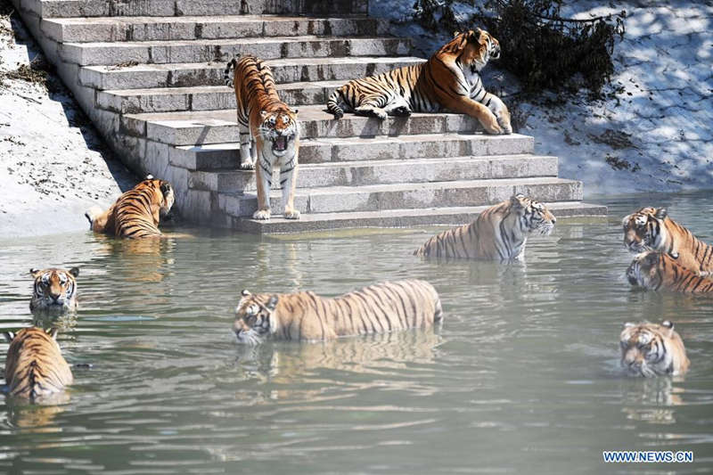 Tigres siberianos a buen recaudo en un parque forestal de Heilongjiang