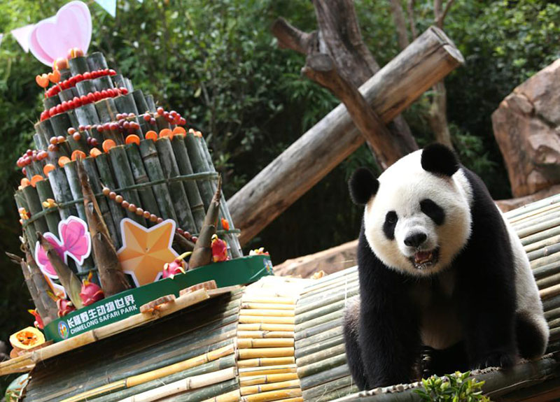 Meng Meng, uno de los pandas trillizos, celebra el jueves su séptimo cumplea?os en Guangzhou, provincia de Guangdong. [Foto de Zheng Erqi / chinadaily.com.cn]