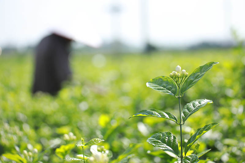 La foto muestra flores de jazmín en un jardín en Hengzhou, región autónoma Zhuang de Guangxi, en el suroeste de China. (Foto / Wu Mingjiang)