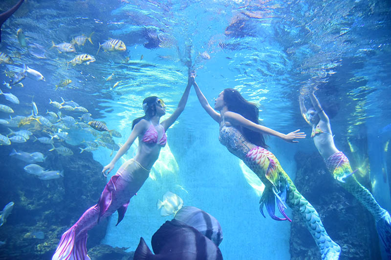 You Jinyi actúa como una sirena en un acuario en Xiamen, provincia de Fujian. [Foto de Shen Weibin / chinadaily.com.cn]