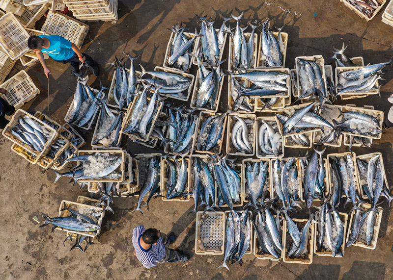 Pescadores del puerto de Shidao en Rongcheng, Weihai, provincia de Shandong, descargan caballa espa?ola fresca, 12 de septiembre del 2021. [Foto: proporcionada a China Daily]