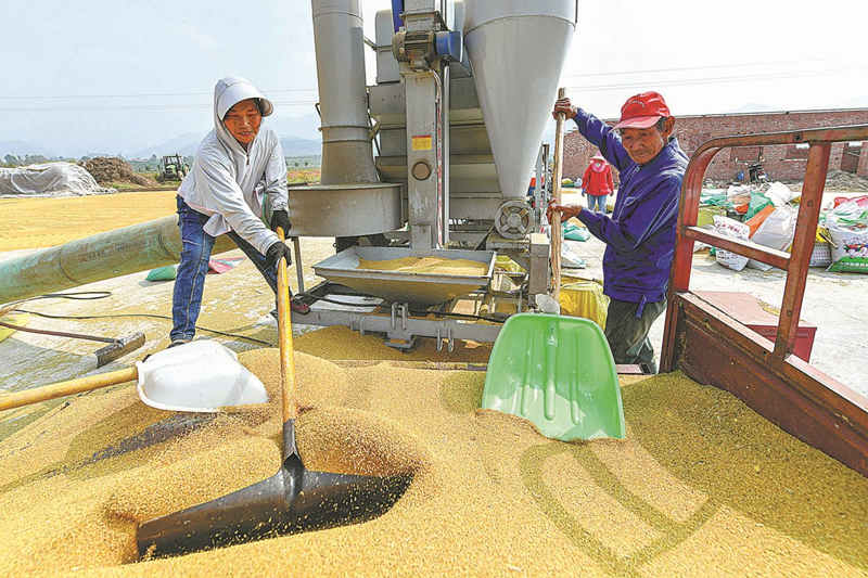 Agricultores recogen casta?as de agua en Huzhou, provincia de Zhejiang, durante el IV Festival Nacional de la Cosecha,23 de septiembre del 2021. (Foto: Wang Zheng/ China Daily)