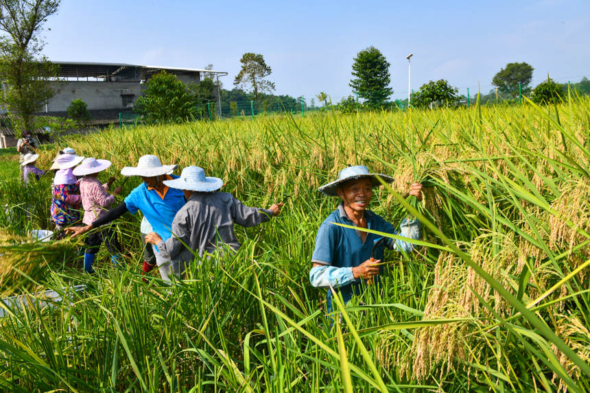 Chongqing comienza a cosechar el prometedor "arroz gigante" 