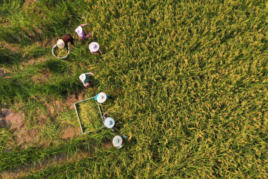 Chongqing comienza a cosechar el prometedor "arroz gigante" 