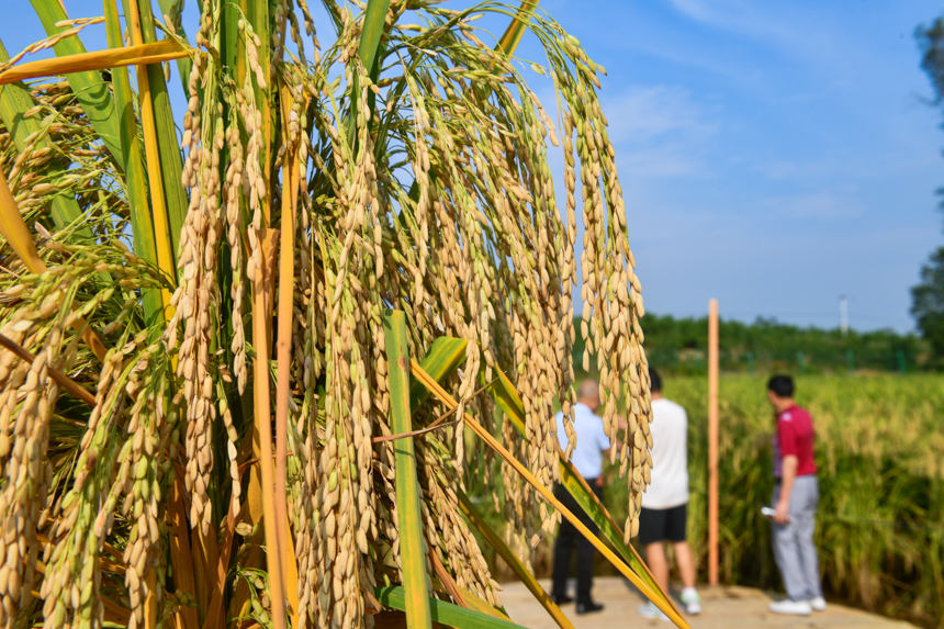 Chongqing comienza a cosechar el prometedor "arroz gigante" 