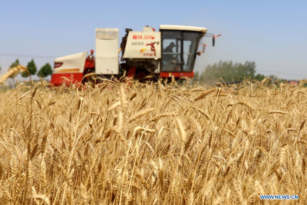 Biólogos chinos desarrollan una variedad de trigo “a prueba de balas”