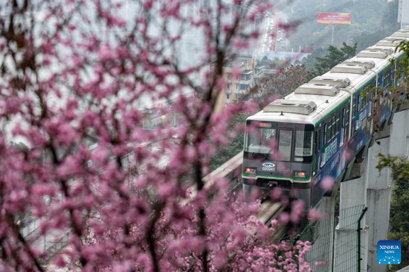 Florecen los árboles a lo largo de la famosa estación de tren Liziba de Chongqing