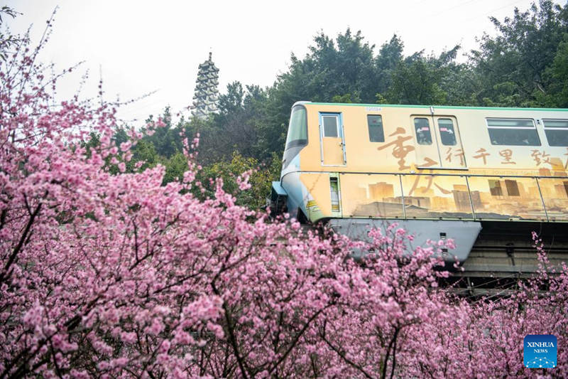 Florecen los árboles a lo largo de la famosa estación de tren Liziba de Chongqing