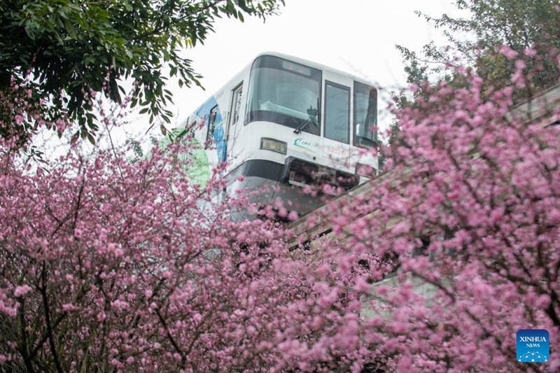 Florecen los árboles a lo largo de la famosa estación de tren Liziba de Chongqing