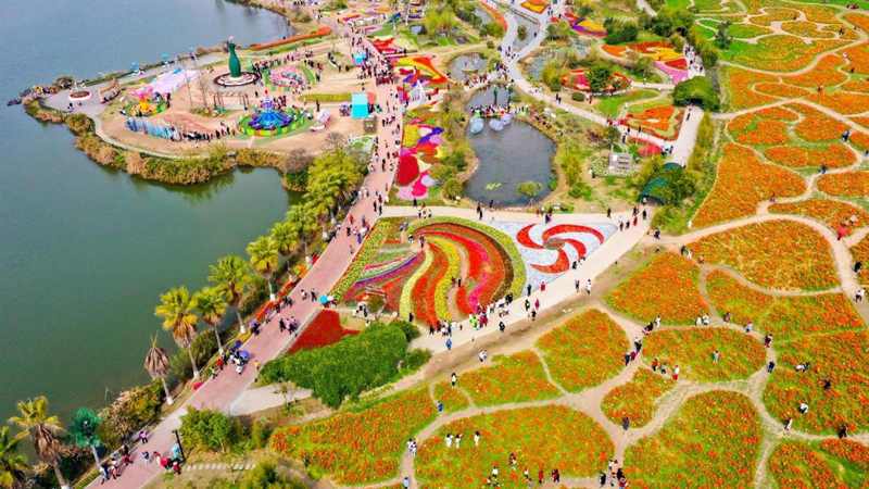 El 6 de marzo de 2022, una foto aérea de tulipanes y plantas ara?a en plena floración en el área escénica de Shenglianhua en la ciudad de Suining, provincia de Sichuan. Liu Changsong/Pueblo en Línea