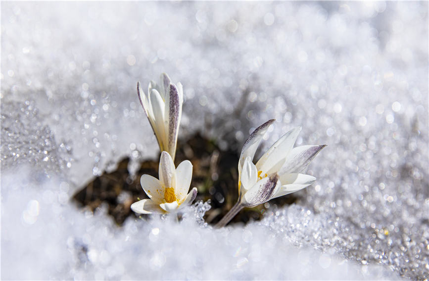 Los lirios silvestres anuncian la llegada de la primavera en Xinjiang