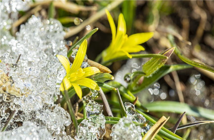 Los lirios silvestres anuncian la llegada de la primavera en Xinjiang