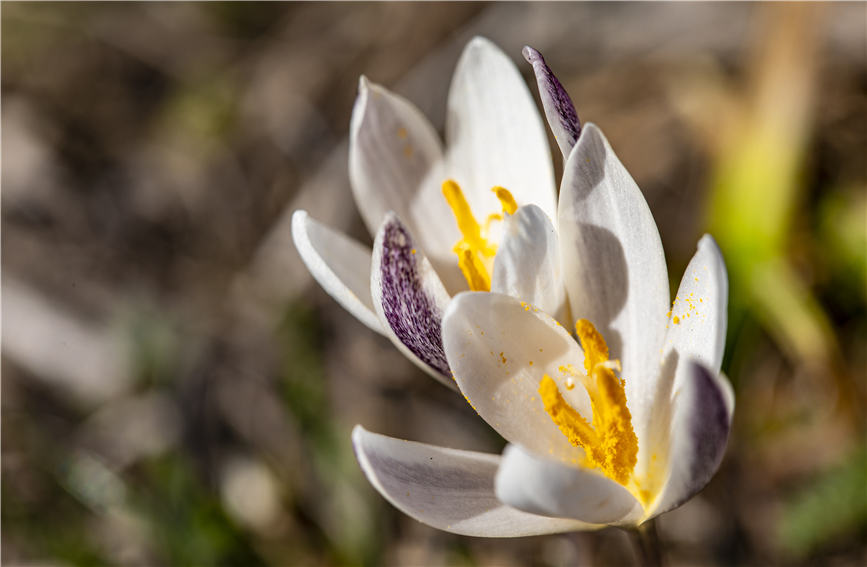 Los lirios silvestres anuncian la llegada de la primavera en Xinjiang