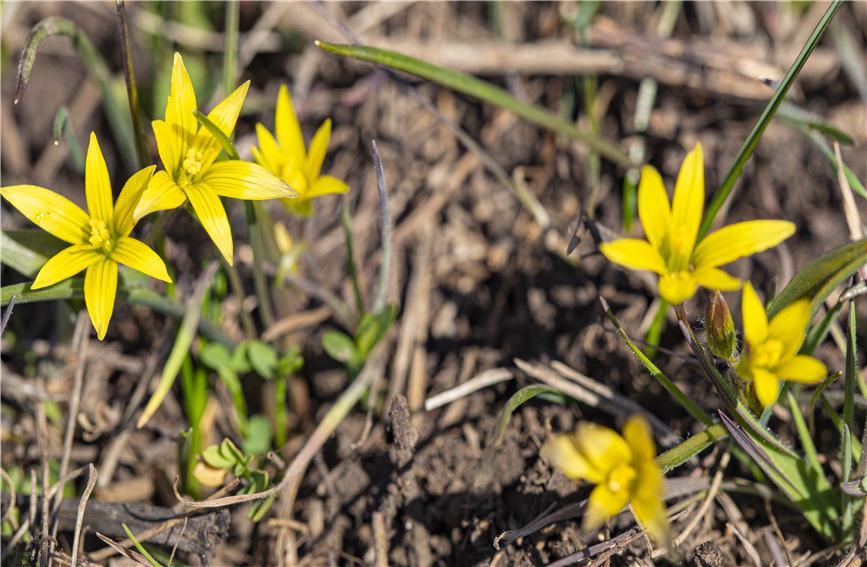 Los lirios silvestres anuncian la llegada de la primavera en Xinjiang