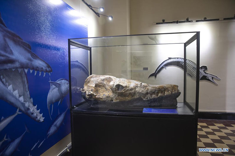 Imagen del 17 de marzo de 2022 de los restos fósiles del basilosaurio de Ocucaje durante su presentación para ser exhibidos en el Museo de Historia Natural de la Universidad Nacional Mayor de San Marcos (UNMSM), en Lima, Perú. Paleontólogos del Museo de Historia Natural de la UNMSM presentaron el jueves los restos fósiles del basilosaurio de Ocucaje, un cetáceo que habitó hace 36 millones de a?os los mares de Perú. (Xinhua/Mariana Bazo)  