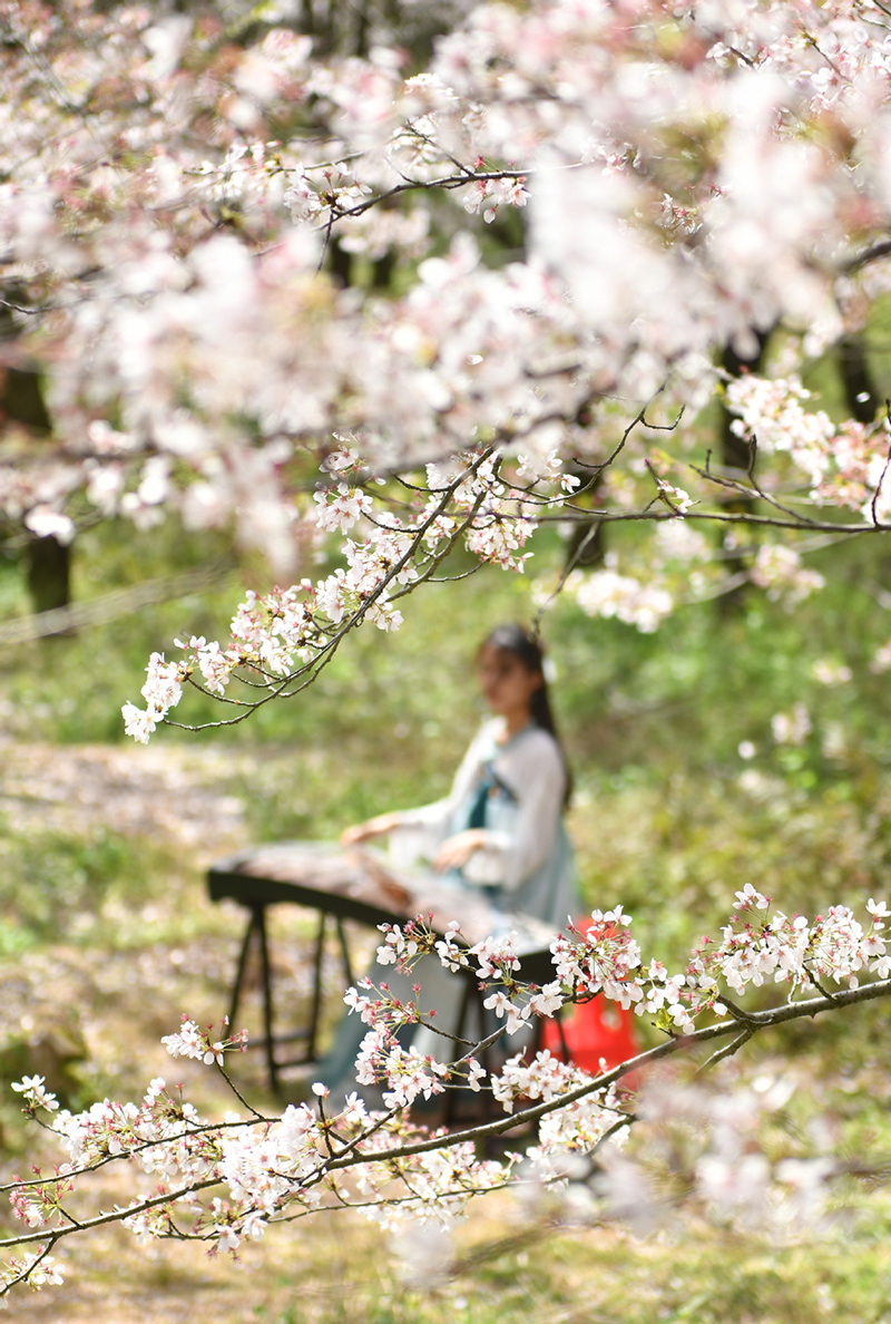 Una visitante toca el guzheng, instrumento tradicional chino, en el jardín de los cerezos de Guian, provincia de Guizhou. [Foto: Deng Gang/ proporcionada a chinadaily.com.cn]