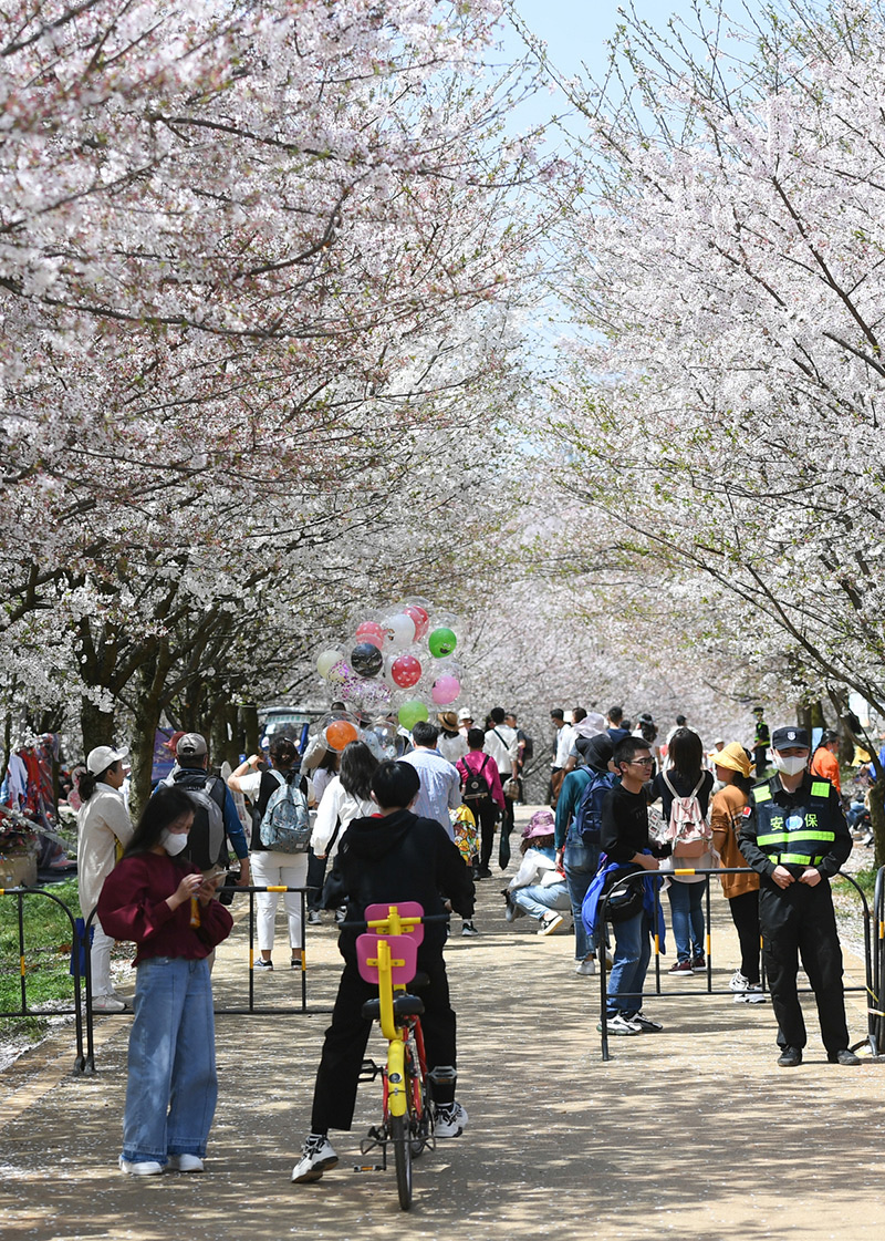 Turistas disfrutan de las flores en el jardín de los cerezos de Guian, provincia de Guizhou. [Foto: Deng Gang/ proporcionada a chinadaily.com.cn]