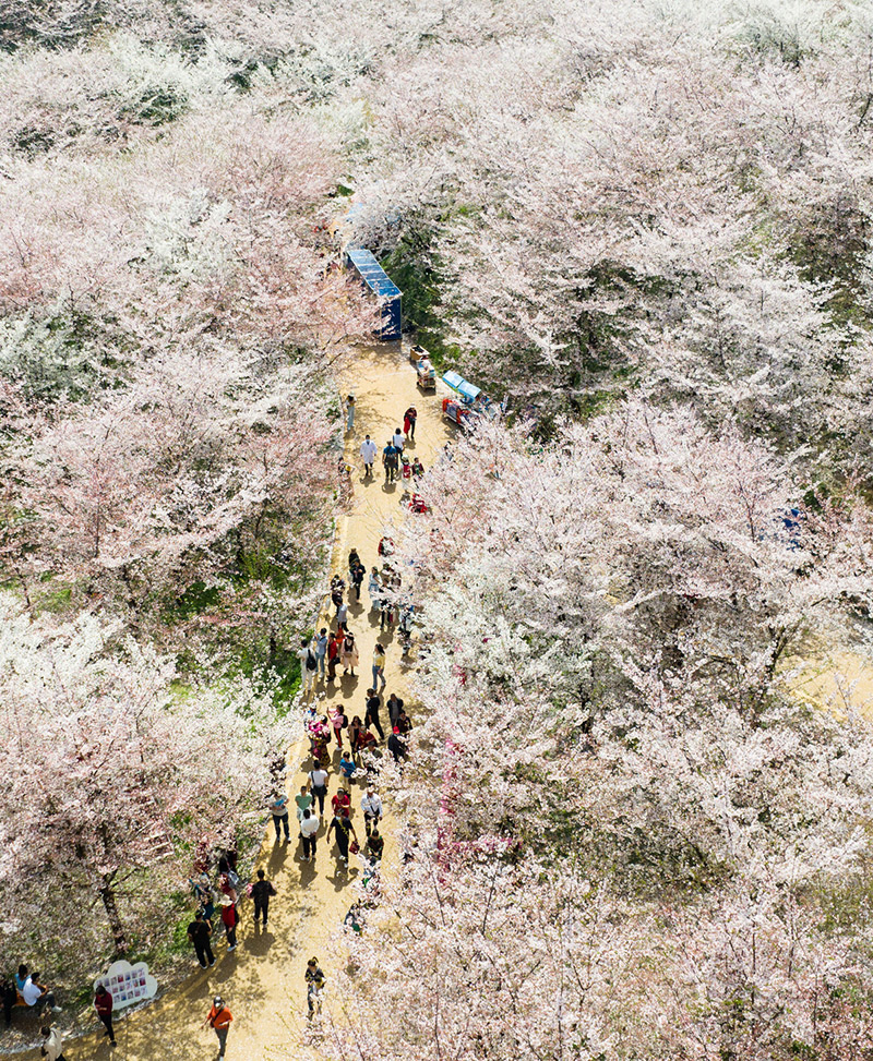 Turistas disfrutan de las flores en el jardín de los cerezos de Guian, provincia de Guizhou. [Foto: Deng Gang/ proporcionada a chinadaily.com.cn]