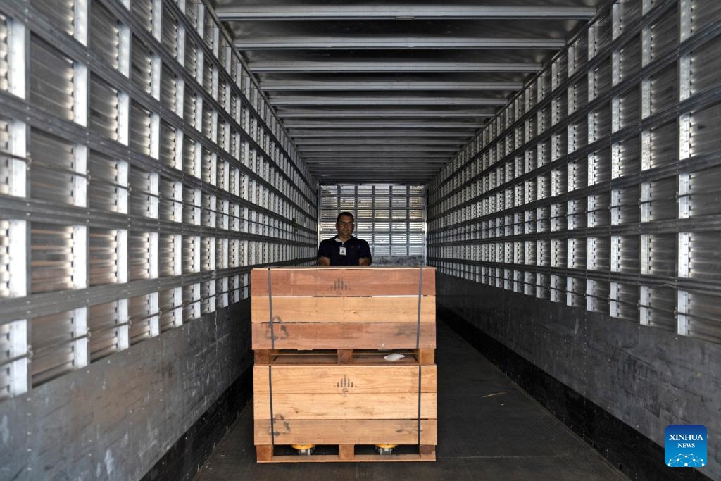 Un trabajador ensambla paquetes de baterías en un vehículo en la fábrica de baterías BYD en Manaus, capital del estado de Amazonas, Brasil, 12 de marzo de 2024. BYD Brasil se estableció en 2014. Además de comercializar carretillas elevadoras eléctricas de cero emisiones, camiones, furgonetas y turismos en el mercado brasile?o, la empresa instaló la fábrica de chasis de autobuses eléctricos y la fábrica de paneles solares ubicadas en Campinas, así como la fábrica de baterías ubicada en Manaos para satisfacer las demandas del mercado local. (Foto: Xinhua)