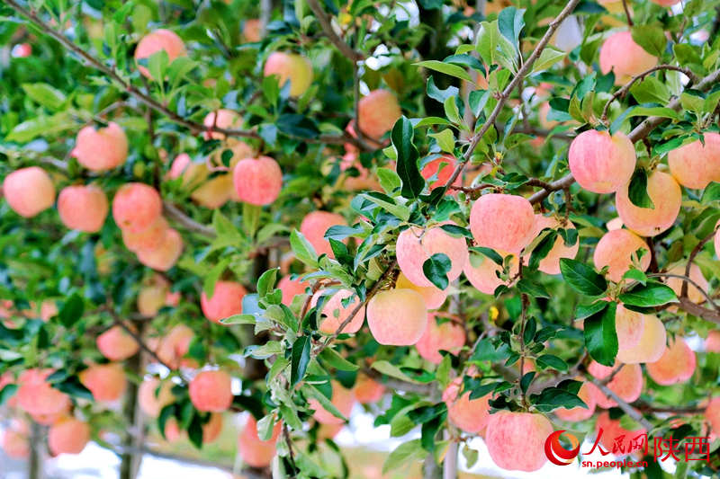 La abundante cosecha de manzanas de Baishui en Shaanxi. (Foto: Sun Ting/Diario del Pueblo digital)