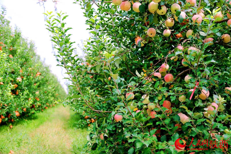 La moderna fruticultura china logra una abundante cosecha de manzanas en Shaanxi