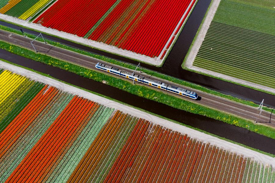 Imagen aérea tomada con un dron el 14 de abril de 2024 de campos de tulipanes, en Lisse, Países Bajos. (Xinhua/Meng Dingbo) 