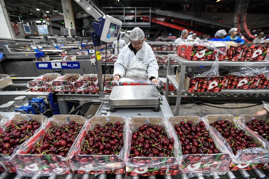 Gobierno chileno destaca temporada de exportación de frutas impulsada por envío de cerezas a China